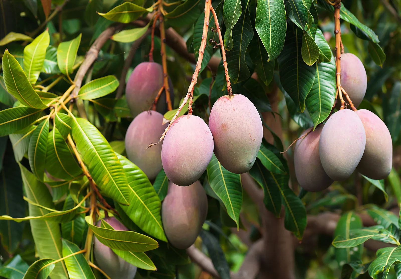 আমাদের আম বাগান